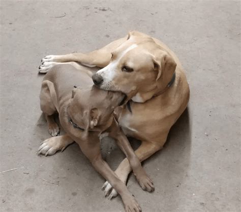 dog eats pussy|Dog eating pussy